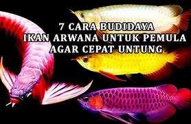 Slot Baru Ikan Arwana Up Berapa Persen Untuk Pemula